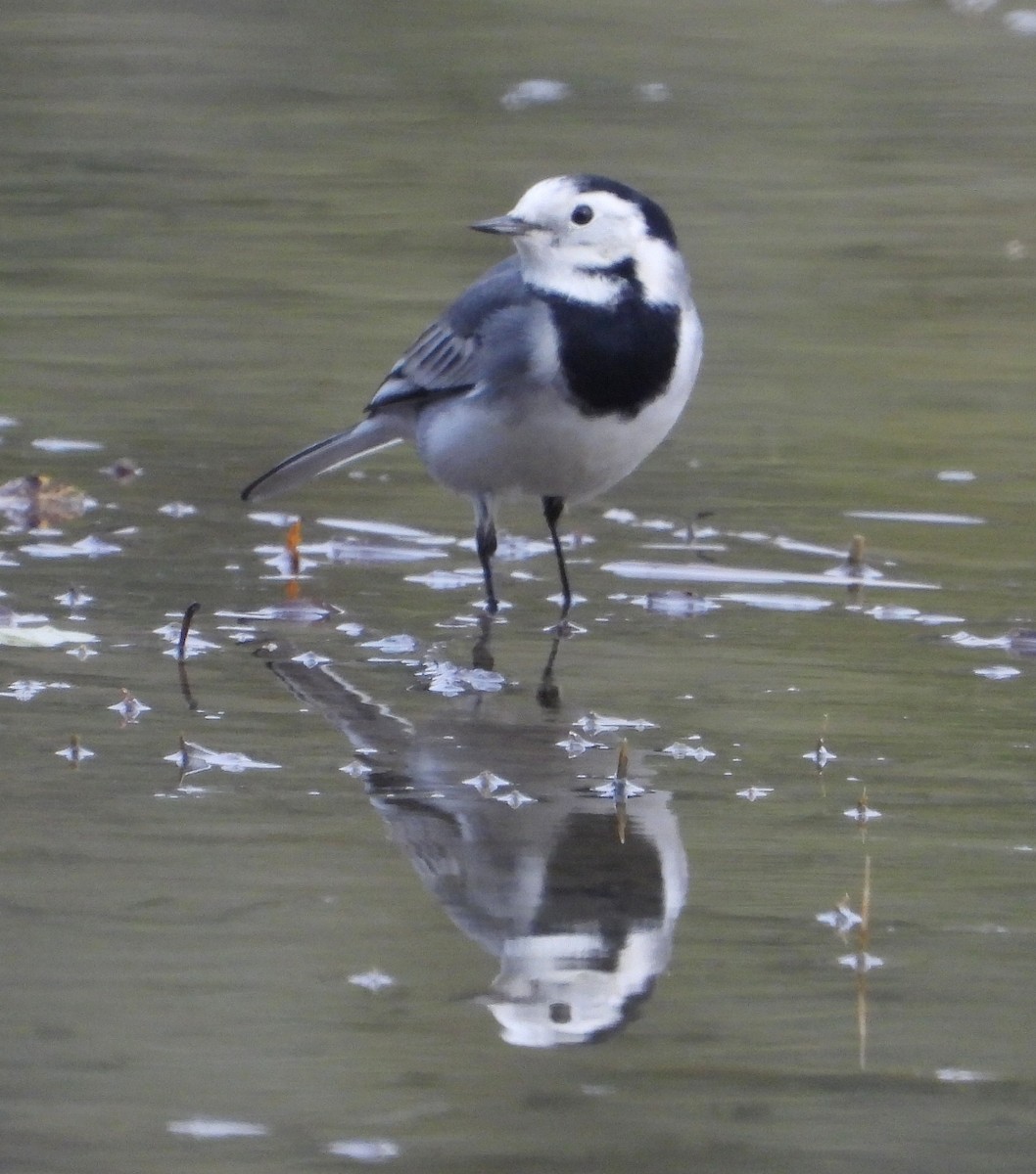 konipas bílý - ML644512347