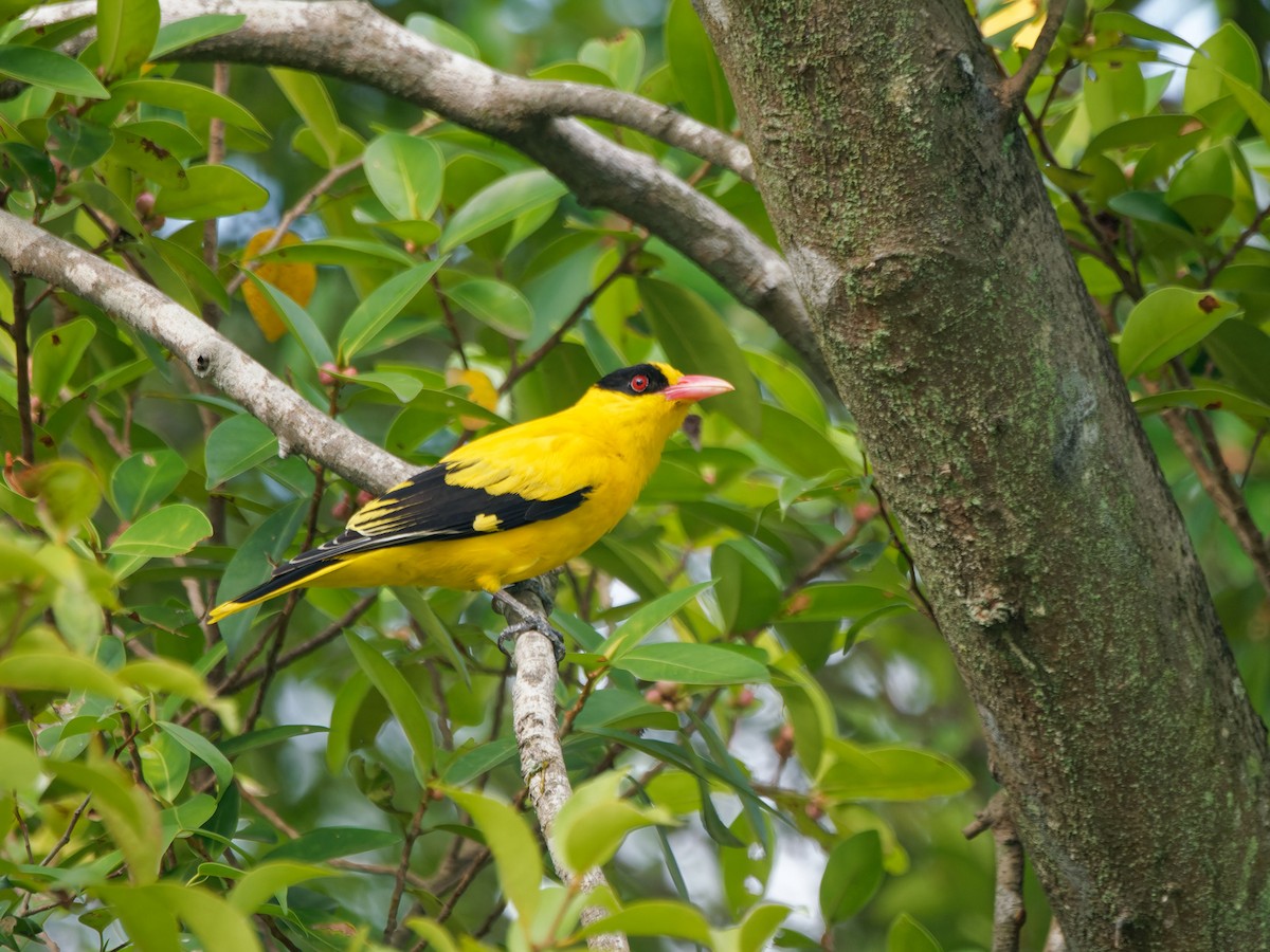 žluva černošíjná [skupina maculatus] - ML644512348