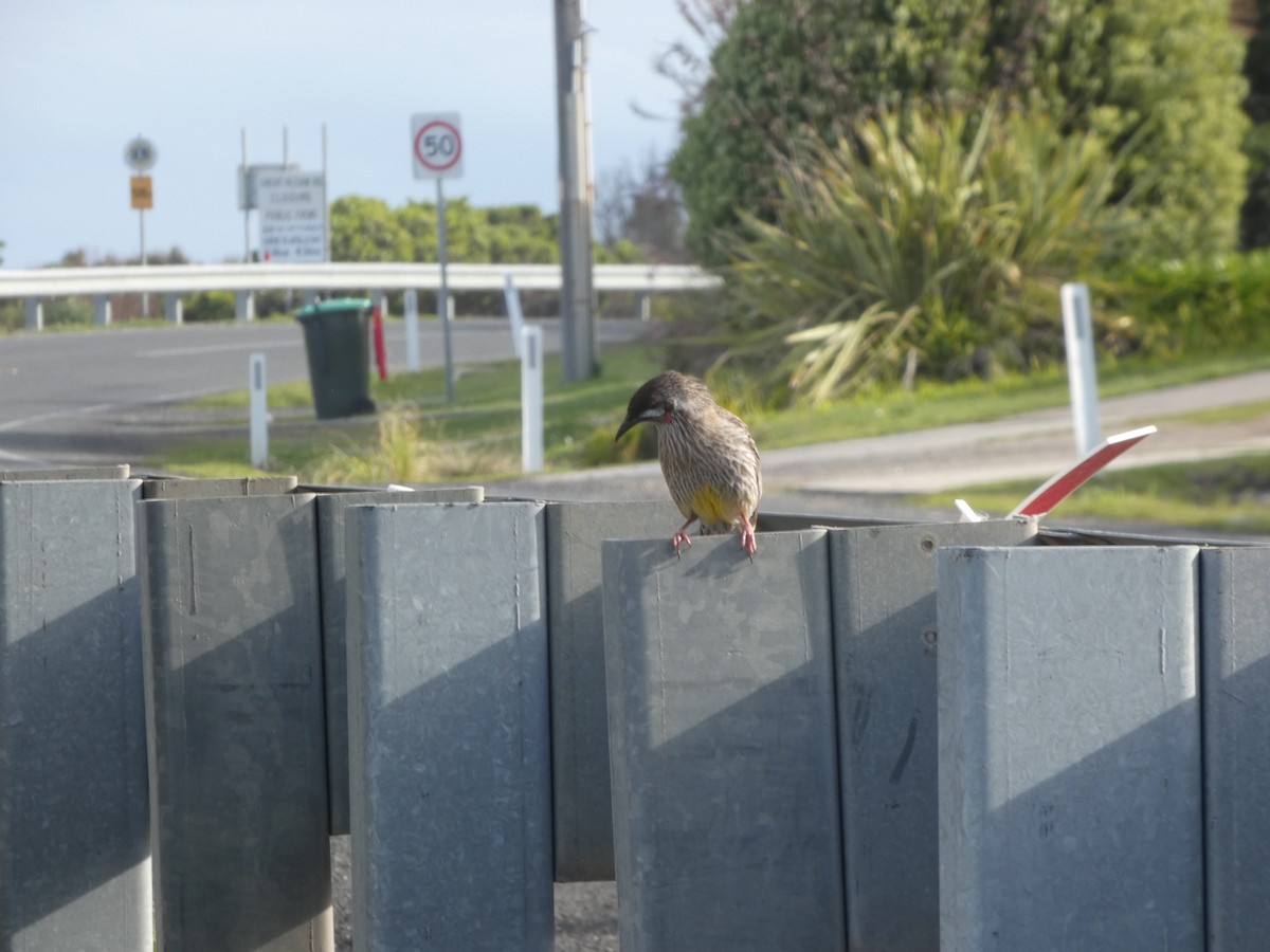 laločnatka jihoaustralská - ML644512349