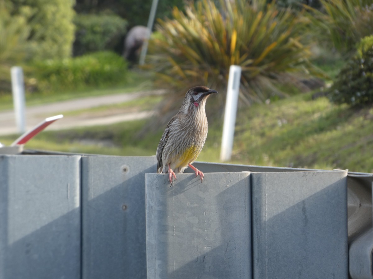 laločnatka jihoaustralská - ML644512350