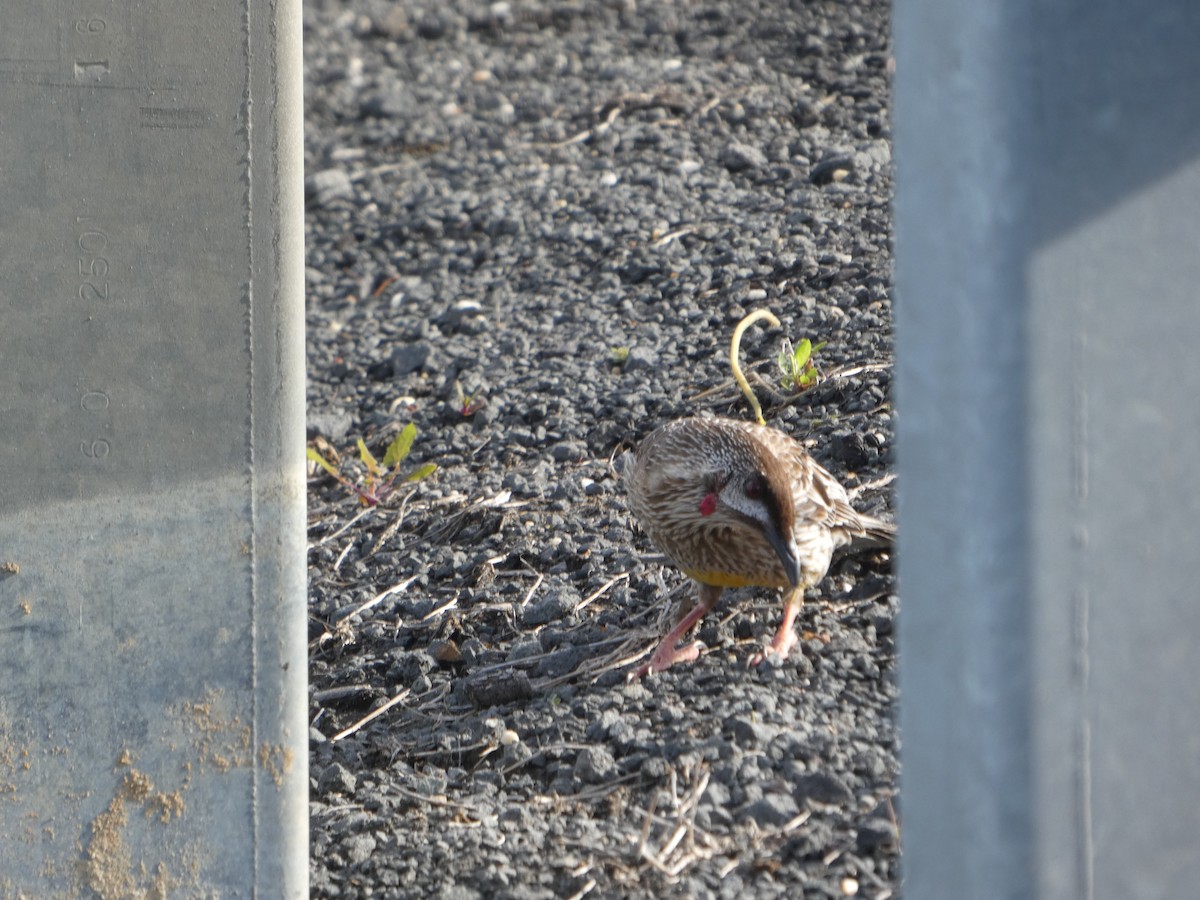 laločnatka jihoaustralská - ML644512351