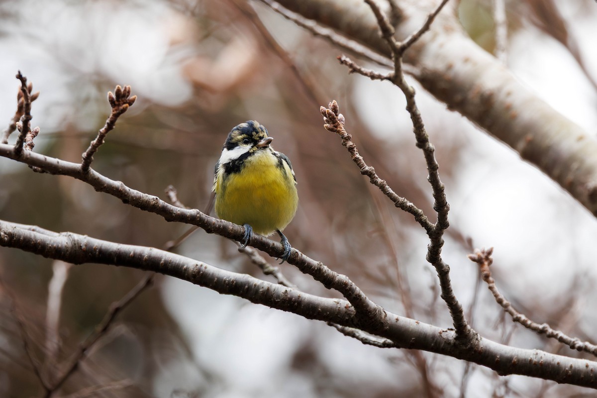 sýkora čínská - ML644512352