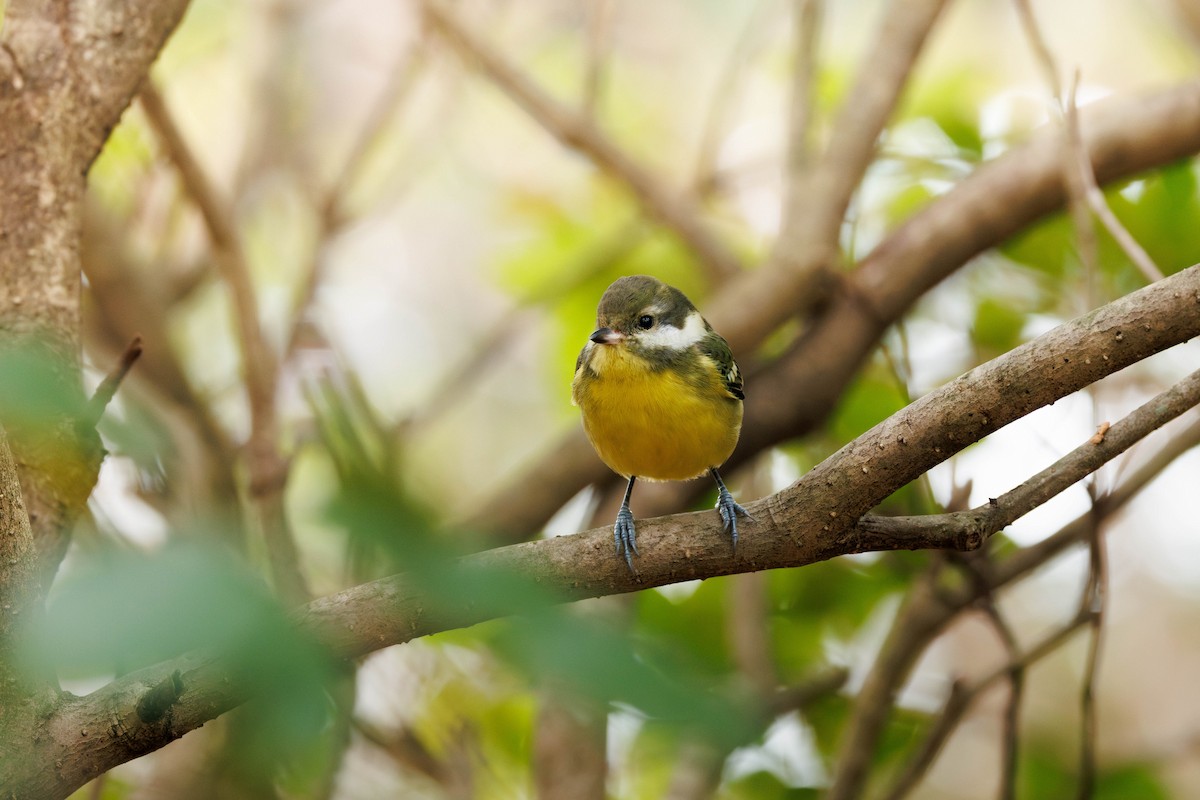 sýkora čínská - ML644512353