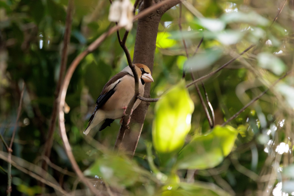 dlask tlustozobý - ML644512354