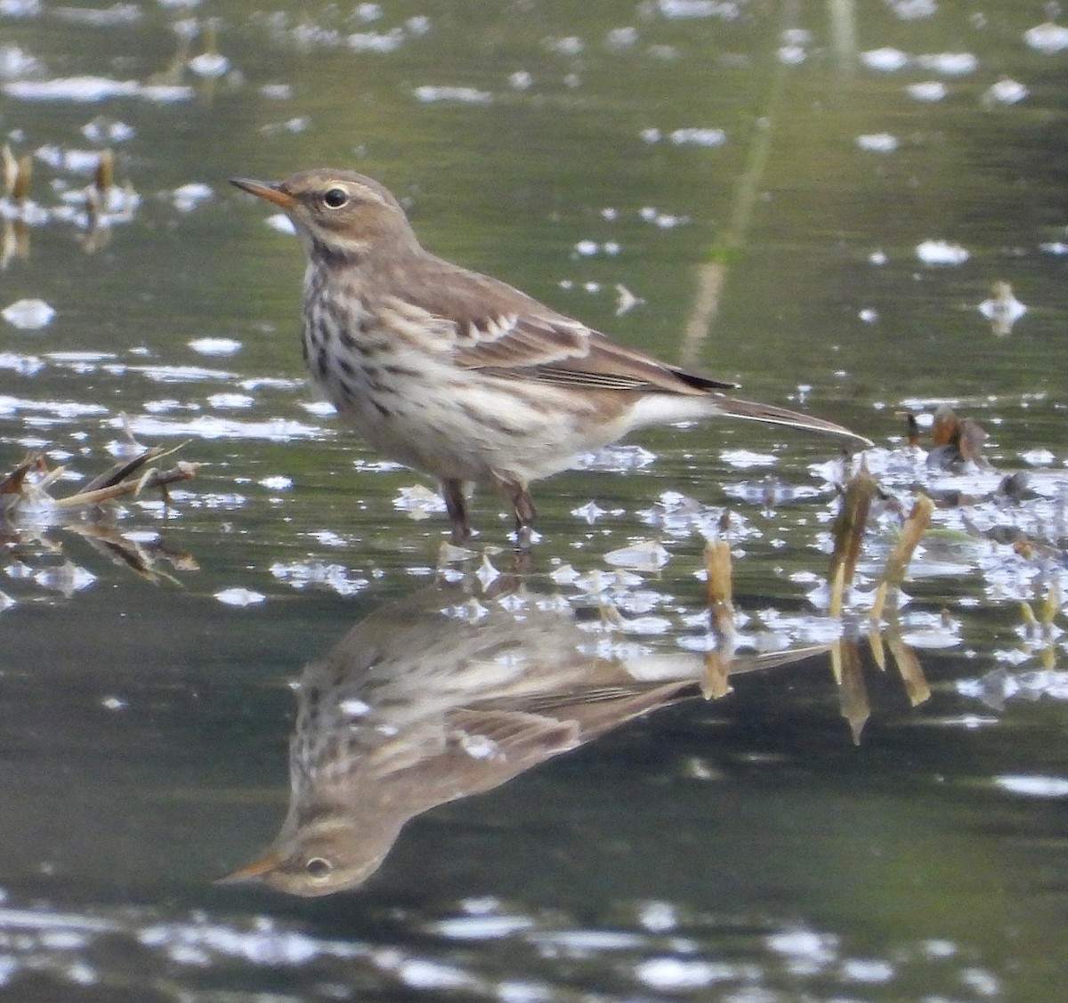 linduška horská - ML644512355