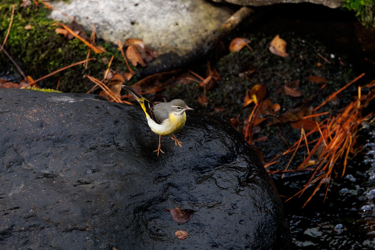 konipas horský - ML644512356