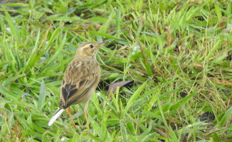 linduška rýžová - ML644512357