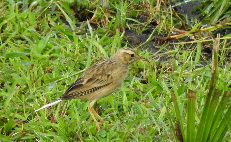 linduška rýžová - ML644512359