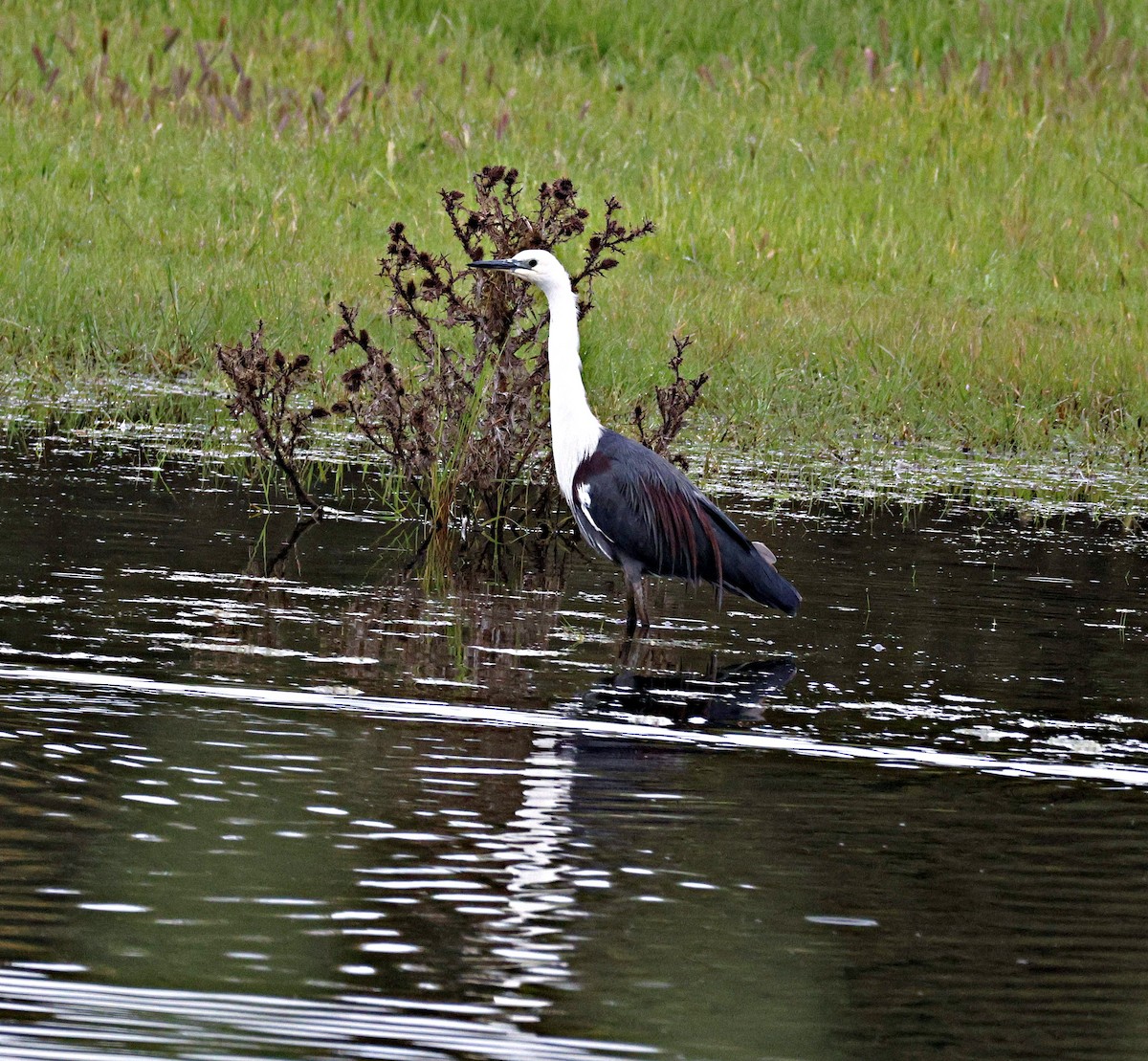 volavka bělokrká - ML644512360