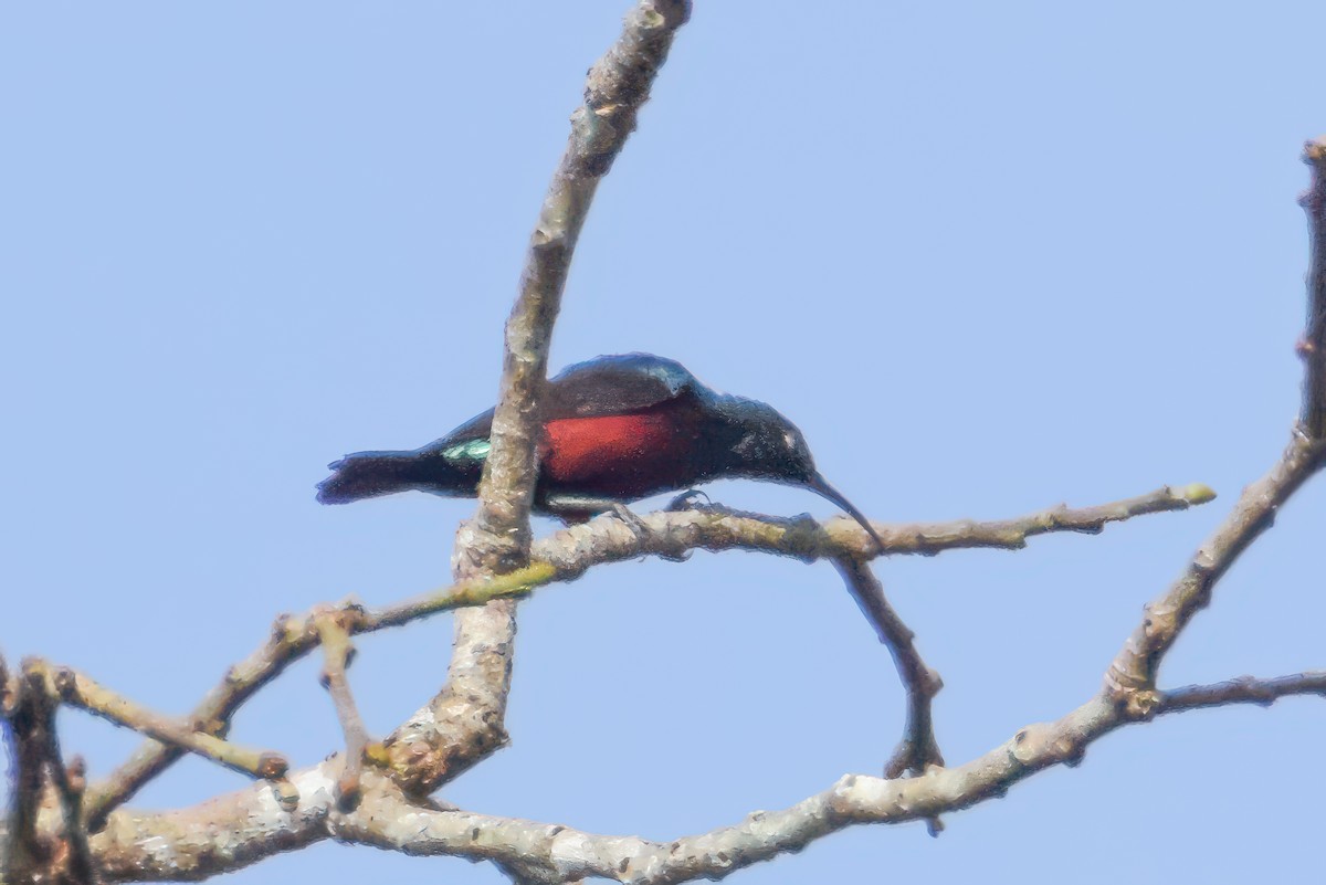 Johanna's Sunbird - ML644512361