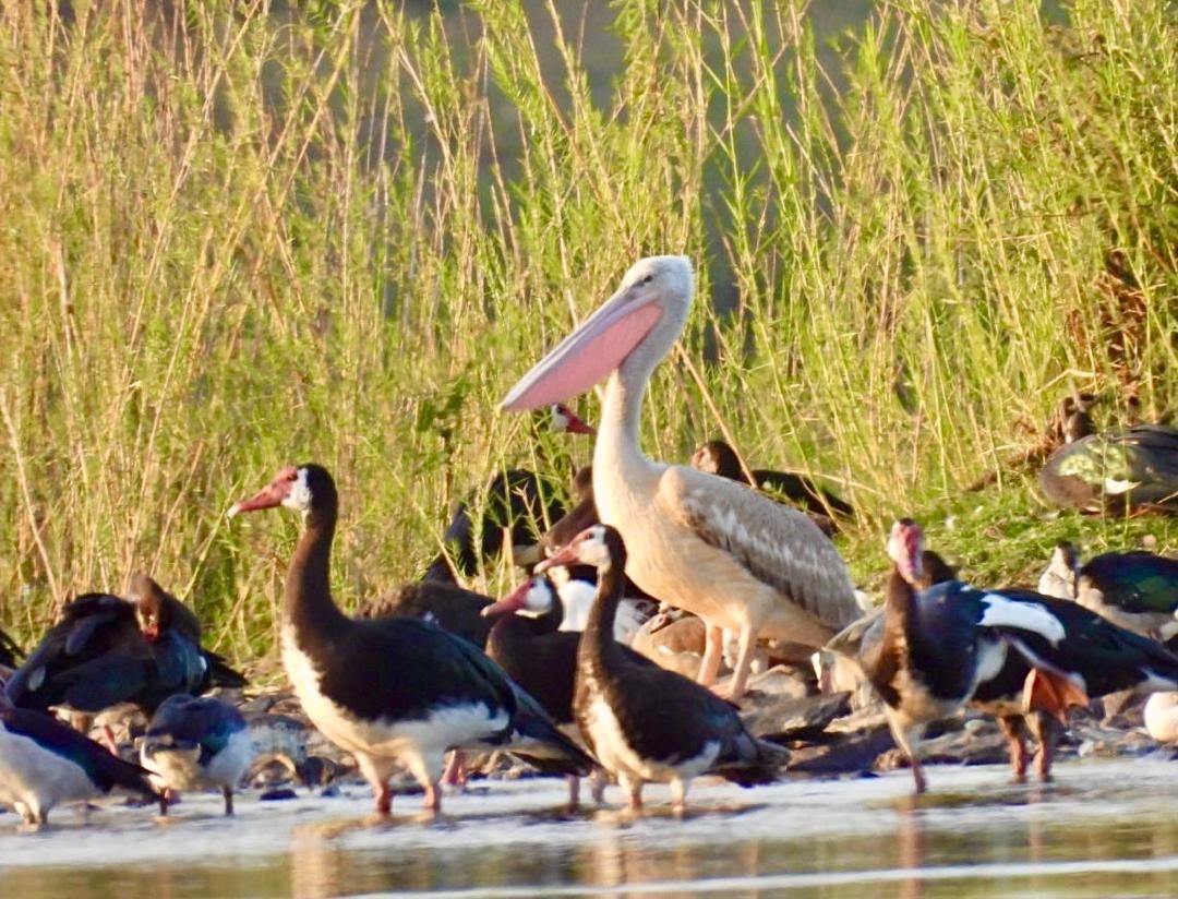 pelikán africký - ML644512371