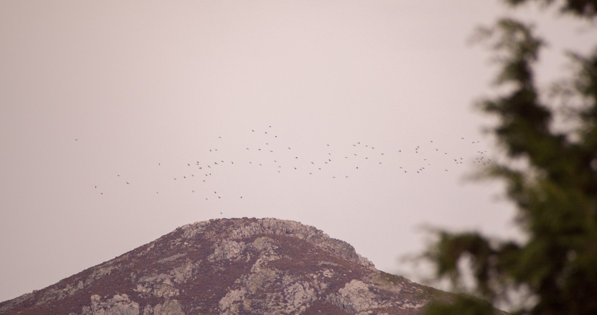 Choucas des tours - ML644512372