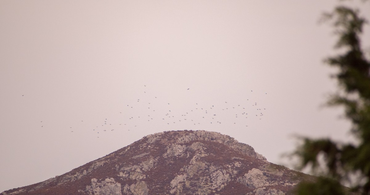 Choucas des tours - ML644512373