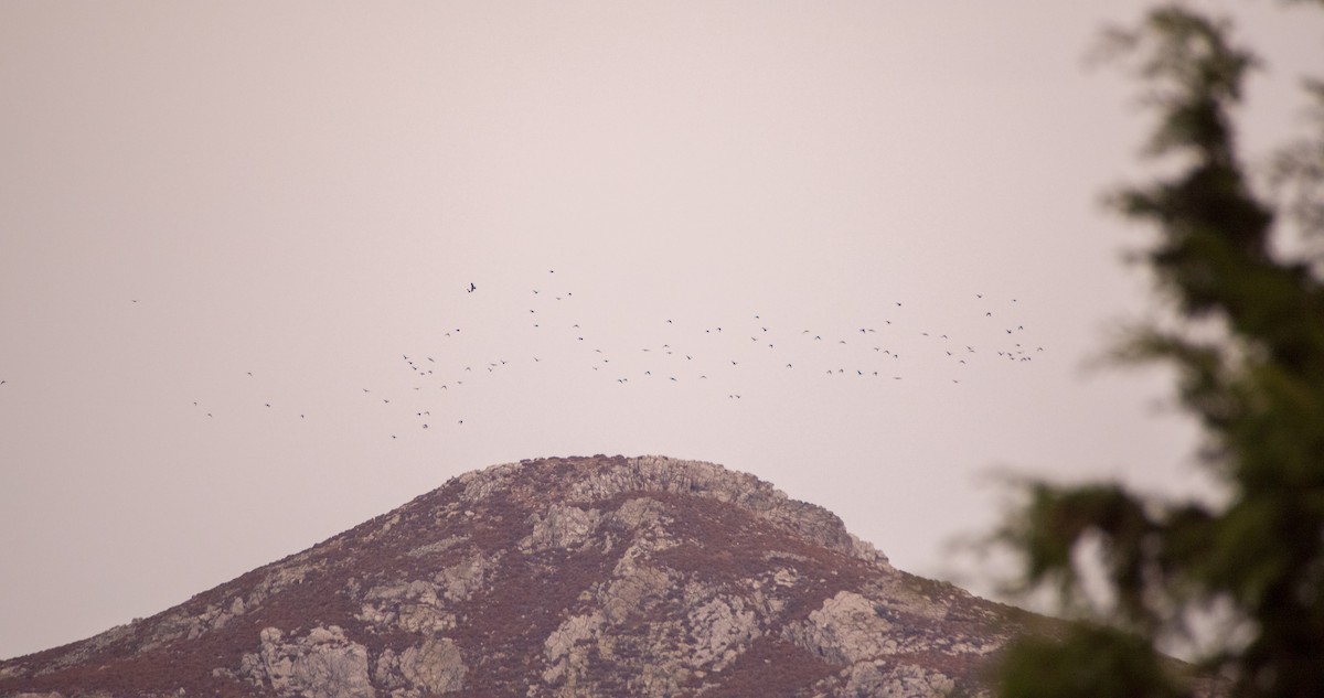 Choucas des tours - ML644512374