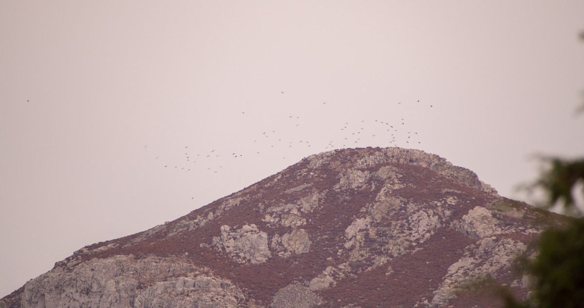 Choucas des tours - ML644512375