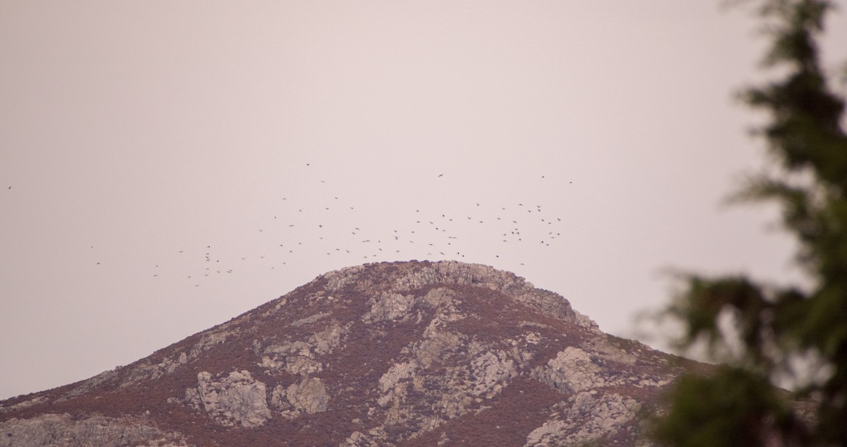 Choucas des tours - ML644512376