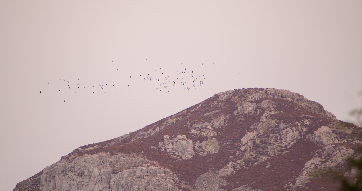 Choucas des tours - ML644512377