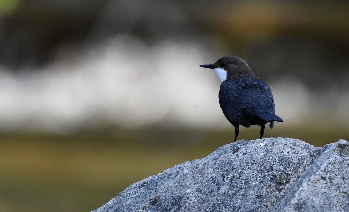 White-throated Dipper - ML644512378