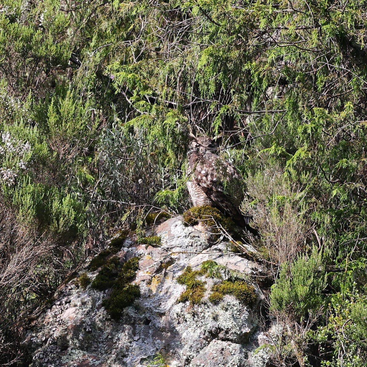 Cape Eagle-Owl - ML644512379