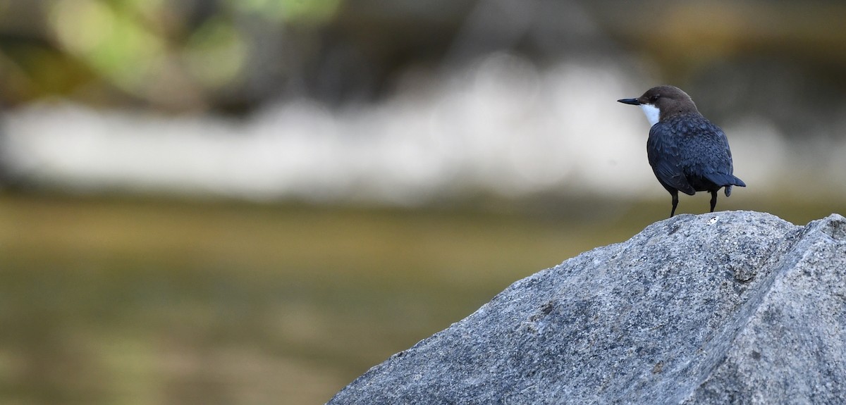 White-throated Dipper - ML644512380