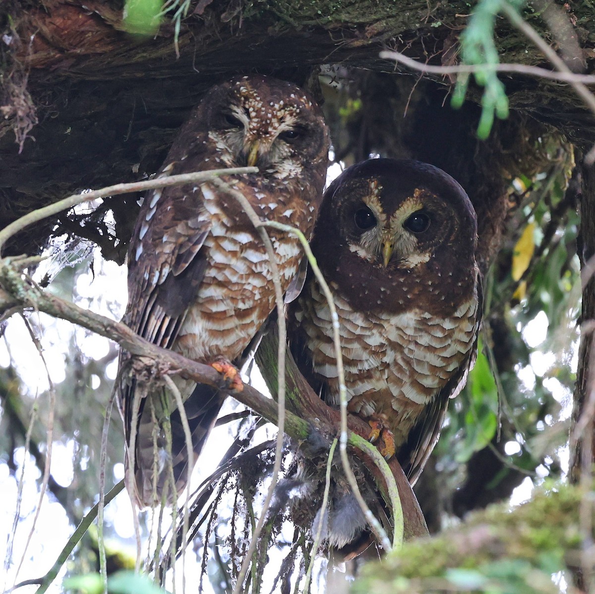 African Wood-Owl - ML644512381