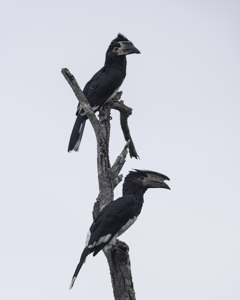 Trumpeter Hornbill - ML644512384