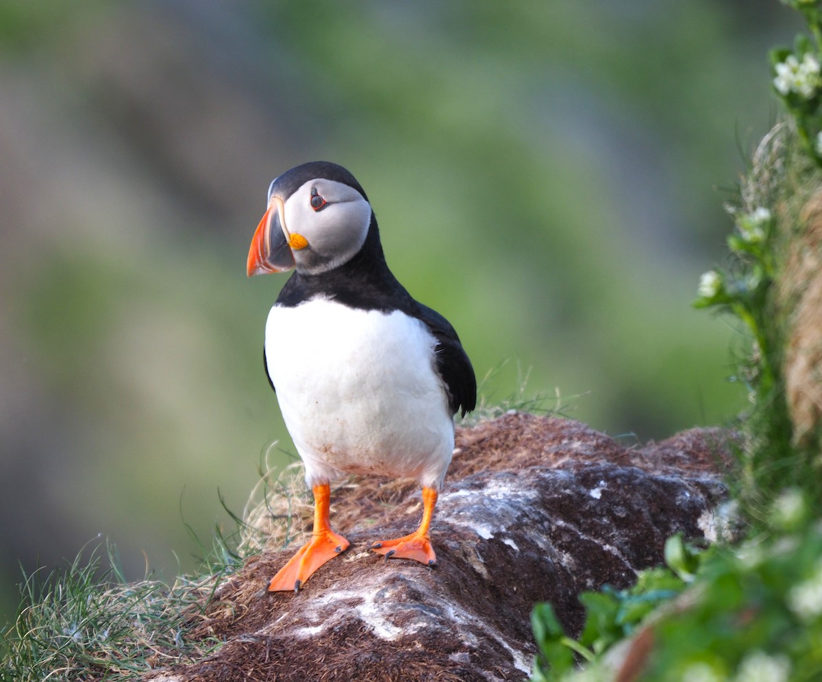Atlantic Puffin - ML644512387