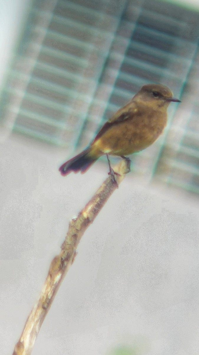 Pied Bushchat - ML644512388