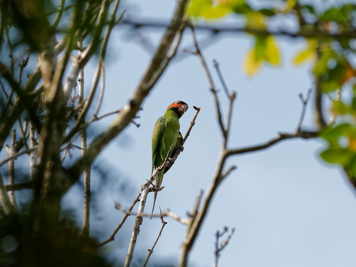 Long-tailed Parakeet - ML644512389