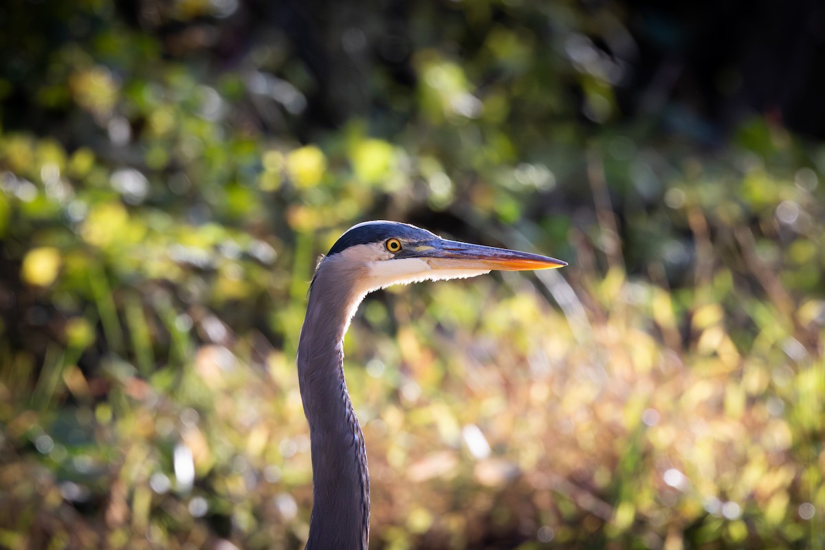 herodiashegre - ML644512390