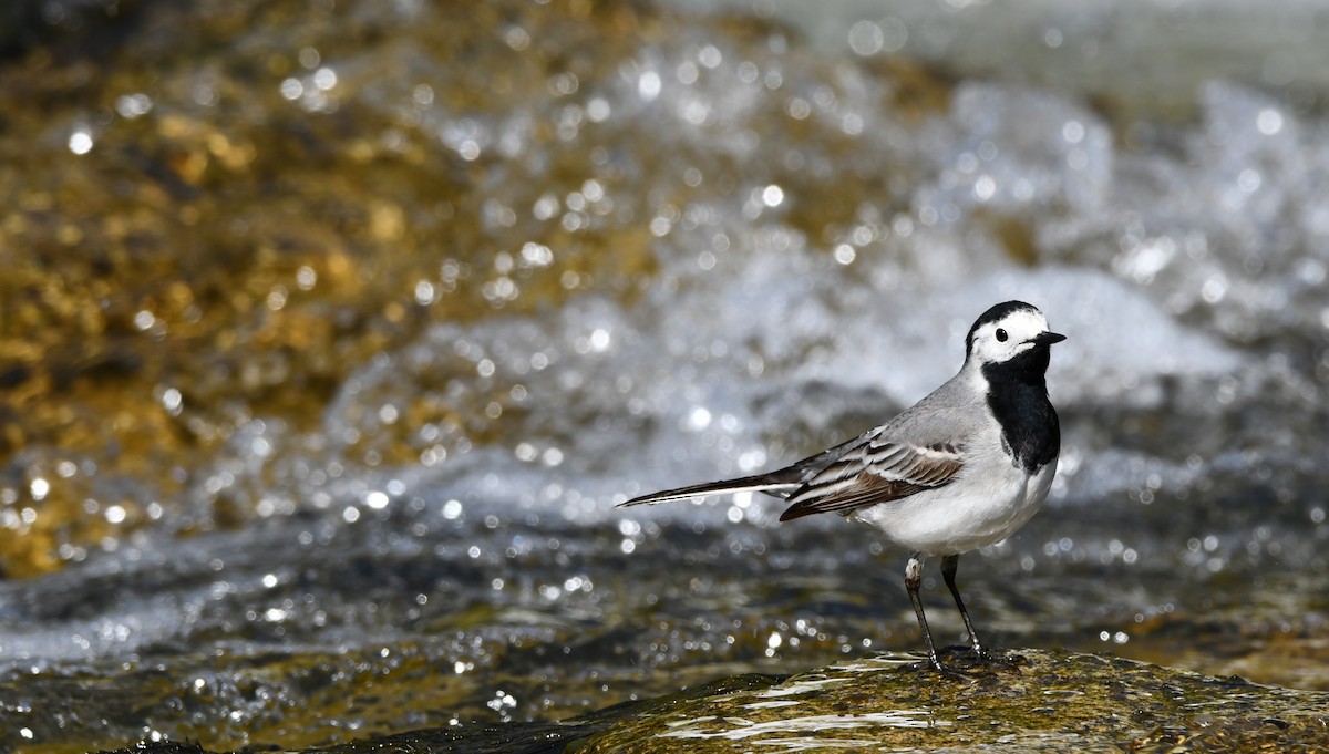 White Wagtail - ML644512392