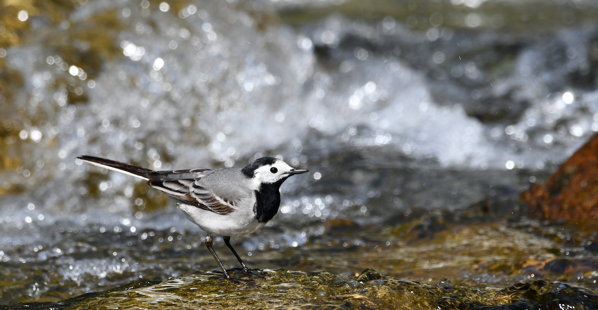 White Wagtail - ML644512393
