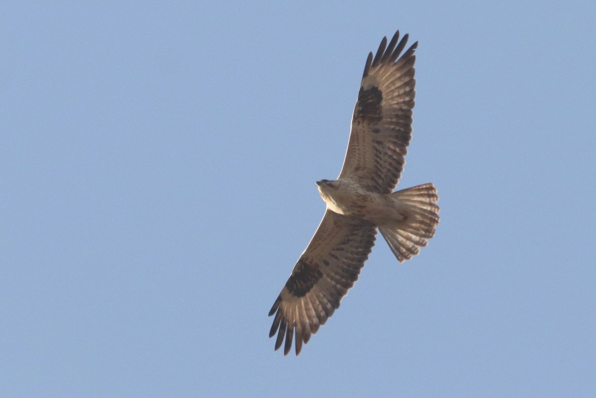 Long-legged Buzzard - ML644512402