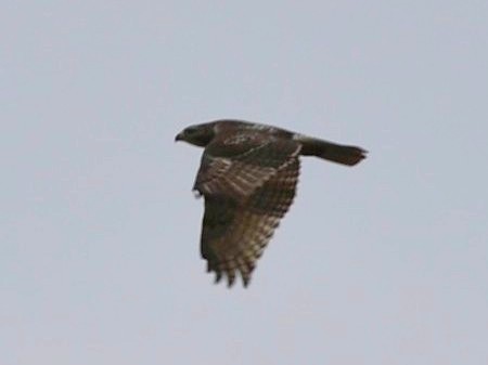 Poiana codarossa - ML644512404