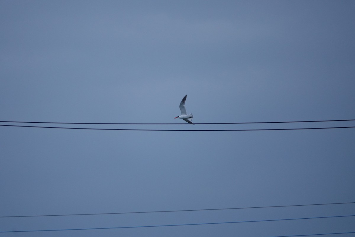 Caspian Tern - ML644512406