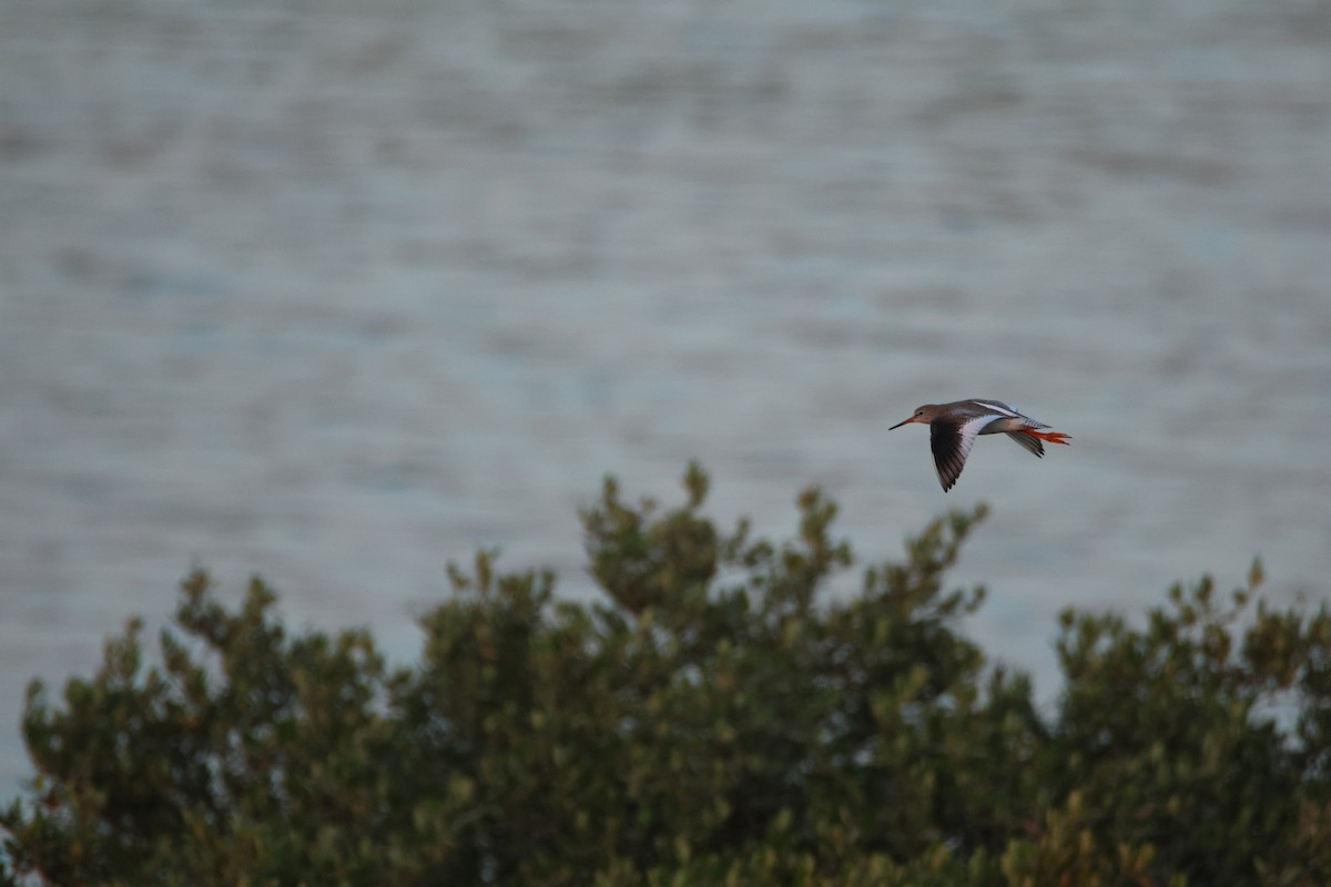 Common Redshank - ML644512407