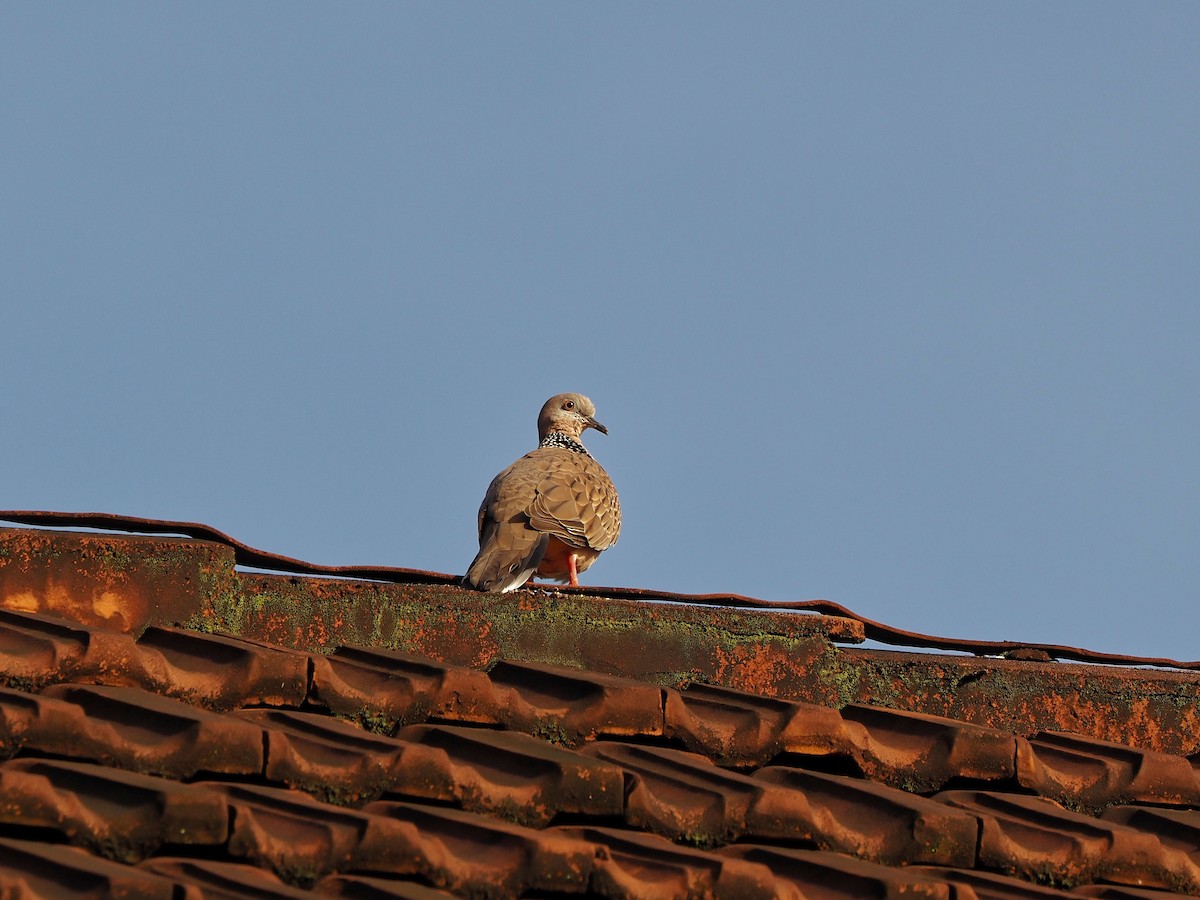 Spotted Dove (Eastern) - ML644512408