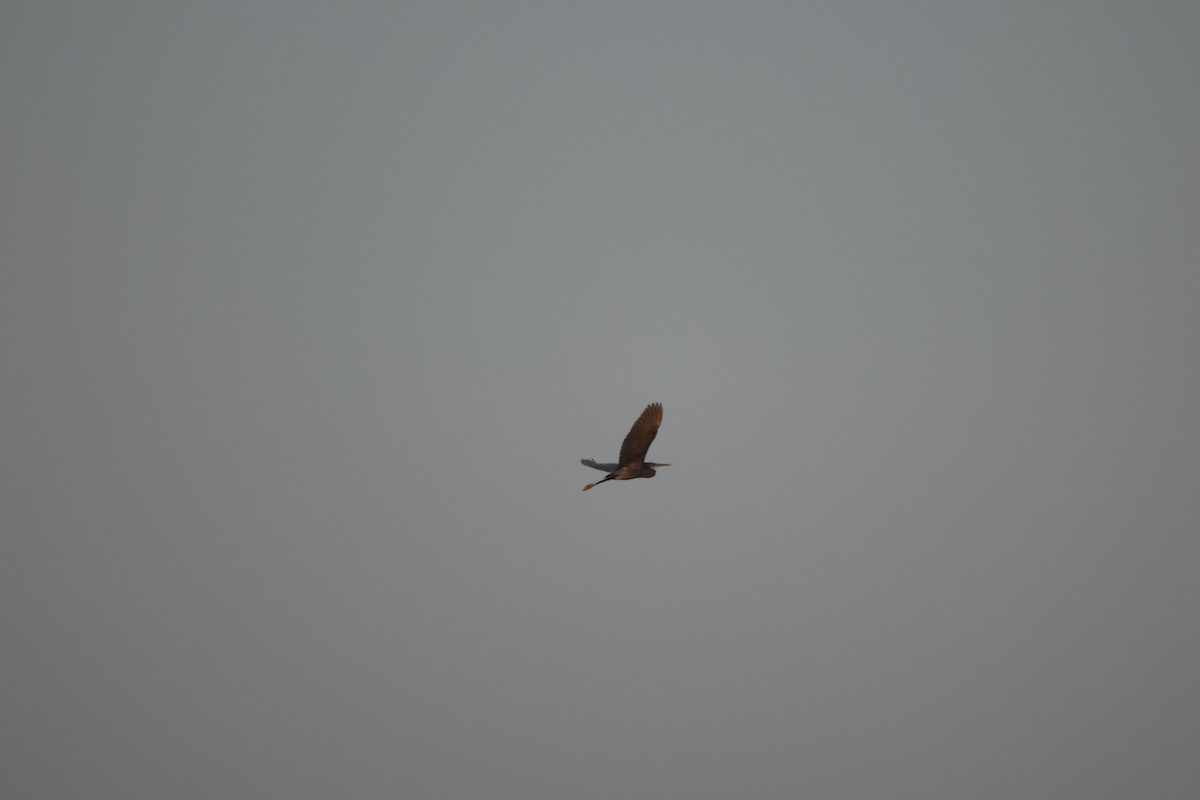 Western Reef-Heron - ML644512409