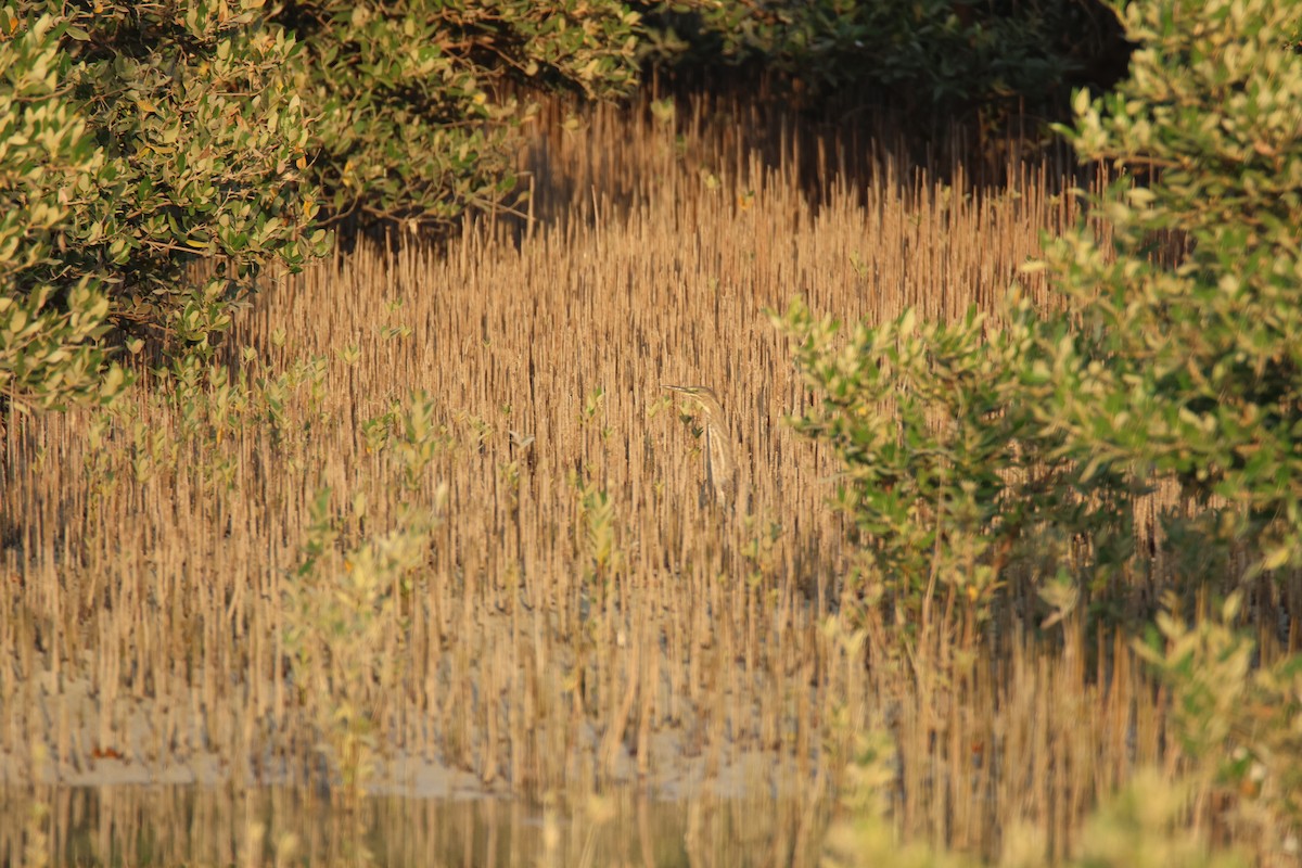 Squacco Heron - ML644512411