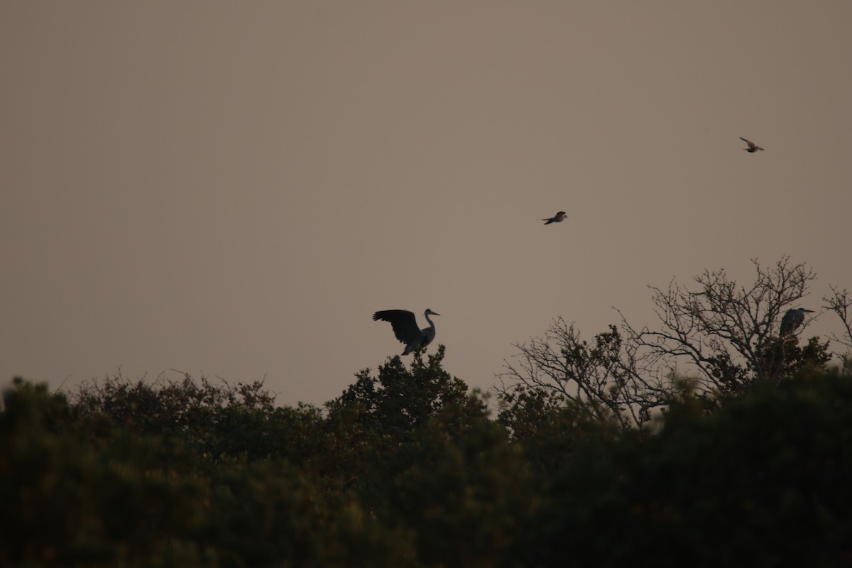 Gray Heron - ML644512413