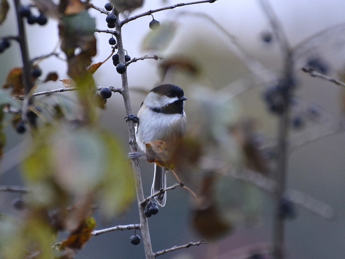 Black-capped Chickadee - ML644512414