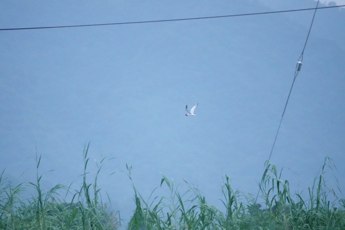 Caspian Tern - ML644512416