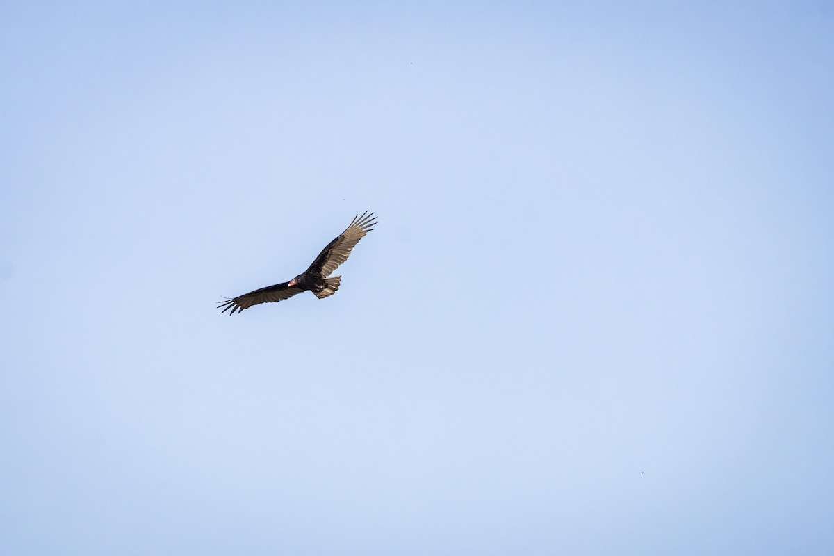 Turkey Vulture - ML644512418