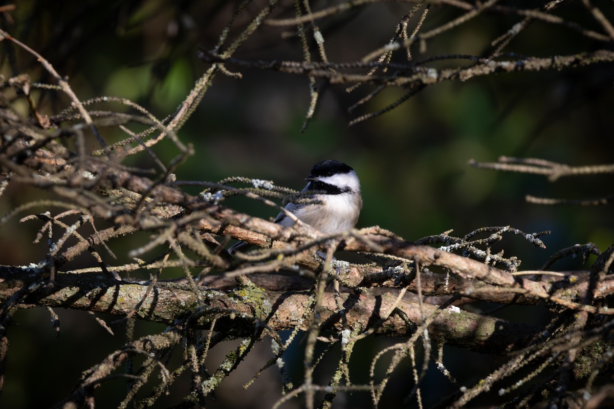Carolina Chickadee - ML644512422