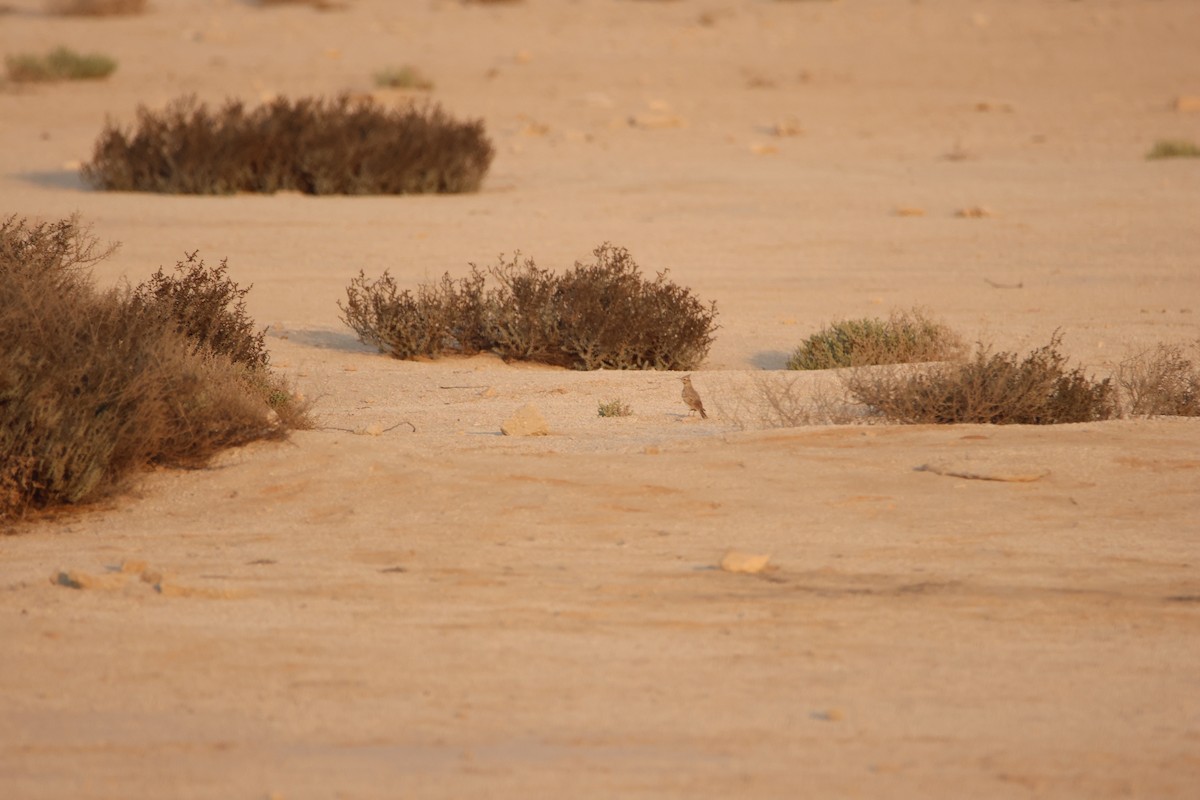 Crested Lark - ML644512423