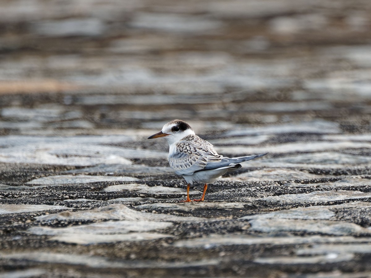Little Tern - ML644512424