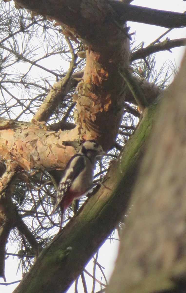 Great Spotted Woodpecker - ML644512425