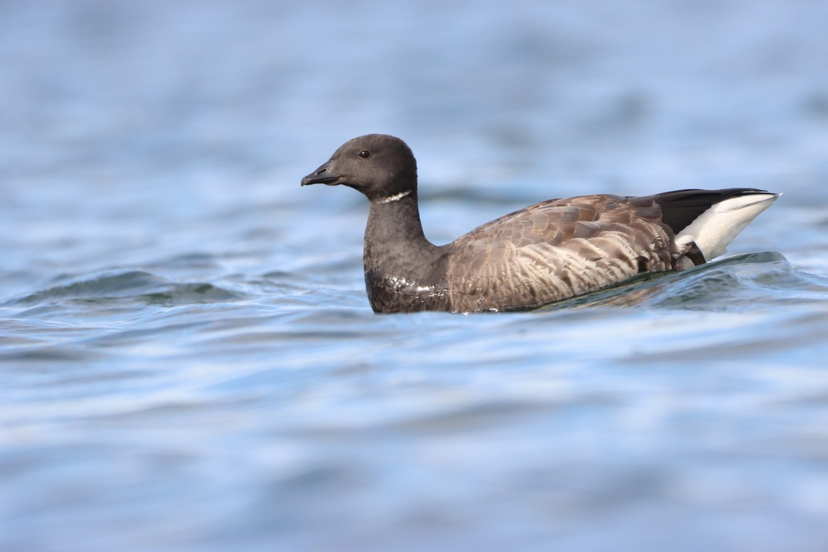 Brant (Dark-bellied) - ML644512426