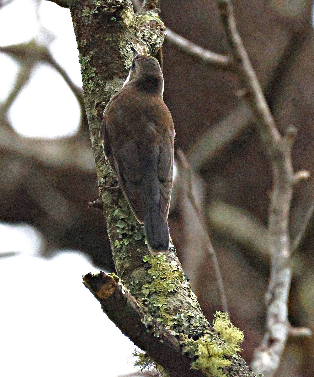 White-throated Treecreeper - ML644512427