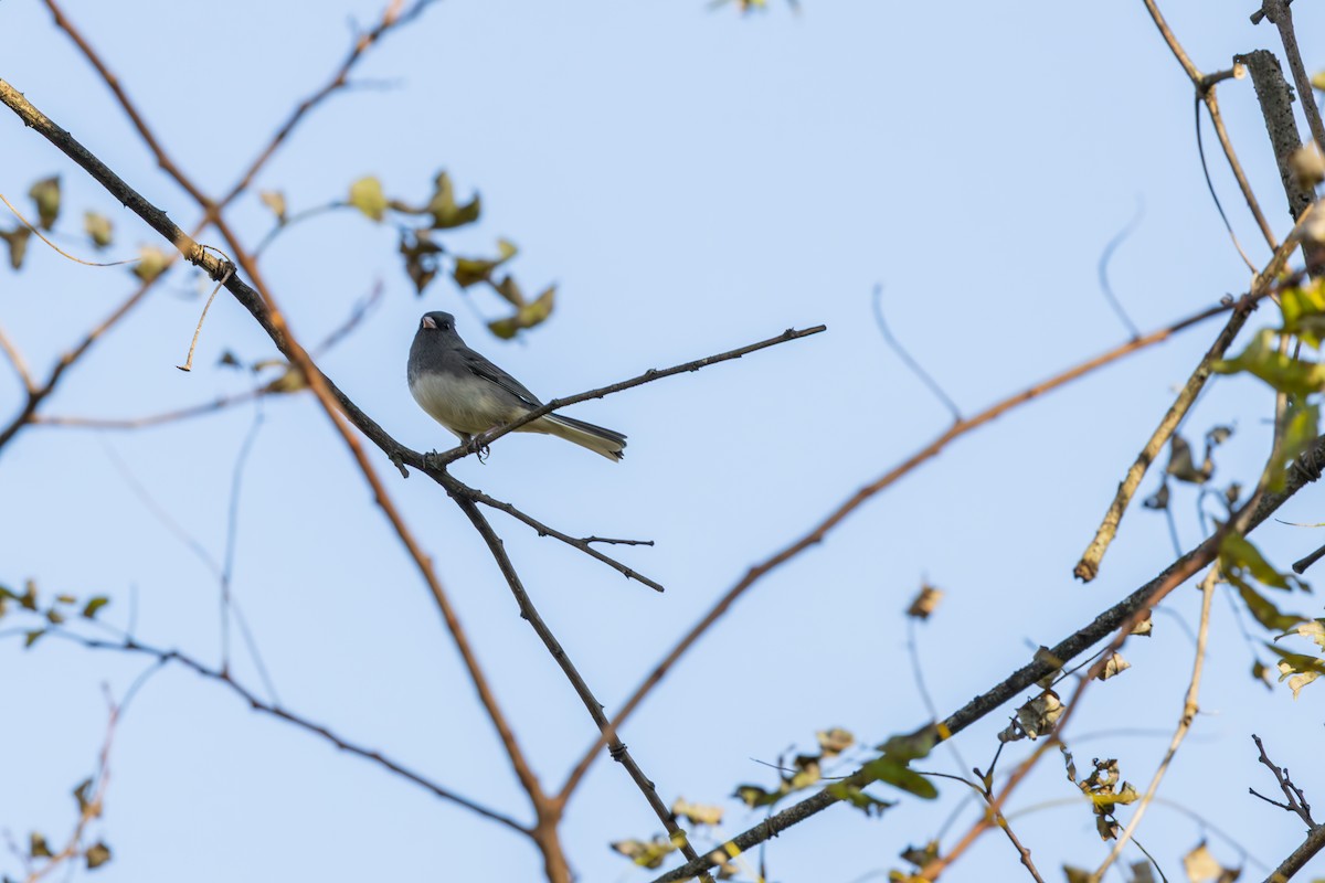 Dark-eyed Junco - ML644512429